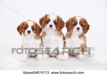 Cavalier King Charles Spaniel, puppies, Blenheim, white-brown, sitting next to each other, white background View Large Photo Image Stock Image - Cavalier King Charles Spaniel, puppies, Blenheim, white-brown, sitting next to each other, white background. Fotosearch