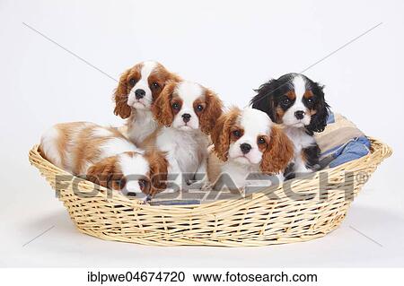 Cavalier King Charles Spaniel, puppies, tricolour and Blenheim, white-brown "in dog basket, basket, white background View Large Photo Image Stock Image - Cavalier King Charles Spaniel, puppies, tricolour and Blenheim, white-brown "in dog basket, basket, white background. Fotosearch