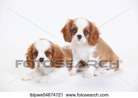 Cavalier King Charles Spaniel, puppies, Blenheim, white-brown, sitting next to each other, white background View Large Photo Image Stock Image - Cavalier King Charles Spaniel, puppies, Blenheim, white-brown, sitting next to each other, white background. Fotosearch