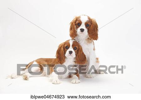 Cavalier King Charles Spaniel, puppies, Blenheim, 5 months, sitting View Large Photo Image Stock Image - Cavalier King Charles Spaniel, puppies, Blenheim, 5 months, sitting. Fotosearch