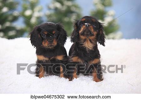Cavalier King Charles Spaniel, puppies, black-and-tan, 3 months, sitting in artificial snow, winterly View Large Photo Image Stock Image - Cavalier King Charles Spaniel, puppies, black-and-tan, 3 months, sitting in artificial snow, winterly. Fotosearch