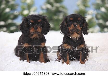 Stock Image - Cavalier King Charles Spaniel, puppies, black-and-tan, 3 months, sitting in artificial snow, winterly. Fotosearch