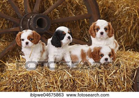 Cavalier King Charles Spaniel, puppies, tricolour and Blenheim white-brown, 7 weeks, sitting next to each other in straw View Large Photo Image Stock Image - Cavalier King Charles Spaniel, puppies, tricolour and Blenheim white-brown, 7 weeks, sitting next to each other in straw. Fotosearch
