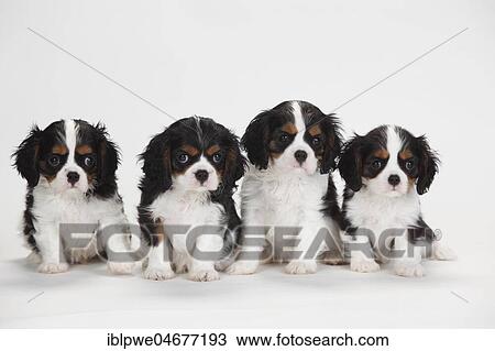 Stock Image - Cavalier King Charles Spaniel, puppies, tricolour, 9 weeks, group of animals, sitting. Fotosearch