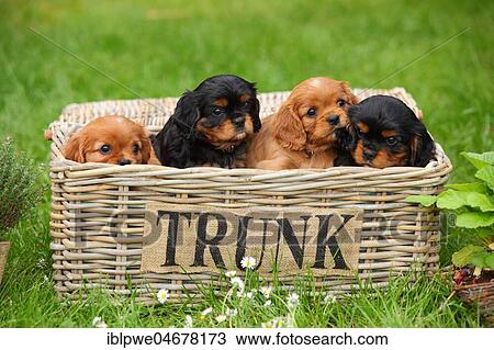 Cavalier King Charles Spaniel, puppies, black-and-tan and ruby, 6 weeks, sitting in basket on the meadow View Large Photo Image Stock Image - Cavalier King Charles Spaniel, puppies, black-and-tan and ruby, 6 weeks, sitting in basket on the meadow. Fotosearch