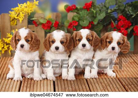 Cavalier King Charles Spaniel, puppies, Blenheim, white-brown, 6 weeks, sitting next to each other, flowers in the background View Large Photo Image Stock Photo - Cavalier King Charles Spaniel, puppies, Blenheim, white-brown, 6 weeks, sitting next to each other, flowers in the background. Fotosearch