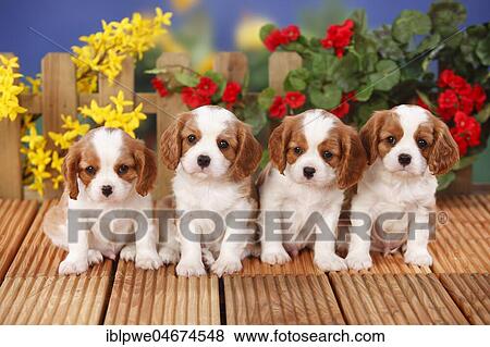 Cavalier King Charles Spaniel, puppies, Blenheim, white-brown, 6 weeks, sitting next to each other, flowers in the background View Large Photo Image Stock Photo - Cavalier King Charles Spaniel, puppies, Blenheim, white-brown, 6 weeks, sitting next to each other, flowers in the background. Fotosearch