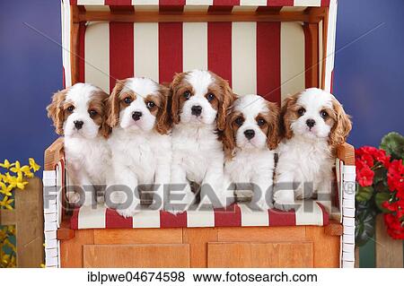 Stock Photo - Cavalier King Charles Spaniel, puppies, Blenheim, white-brown, 8 weeks, in red-white striped wicker beach chair. Fotosearch