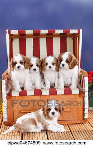 Stock Photo - Cavalier King Charles Spaniel, puppies, Blenheim, white-brown, 8 weeks, in red-white striped wicker beach chair. Fotosearch