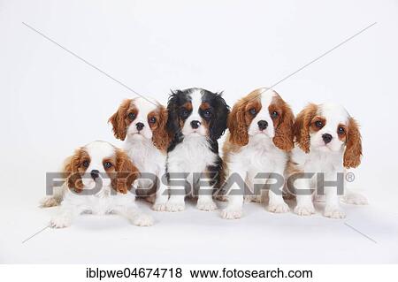 Stock Photo - Cavalier King Charles Spaniel, puppies, tricolour and Blenheim, white-brown, sitting next to each other, white background. Fotosearch