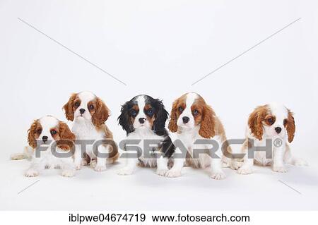 Cavalier King Charles Spaniel, puppies, tricolour and Blenheim, white-brown, sitting next to each other, white background View Large Photo Image Stock Photo - Cavalier King Charles Spaniel, puppies, tricolour and Blenheim, white-brown, sitting next to each other, white background. Fotosearch