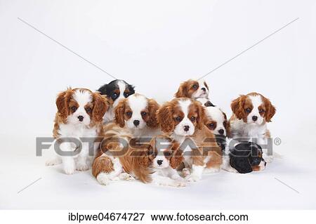 Stock Photo - Cavalier King Charles Spaniel, puppies, tricolour and Blenheim, white-brown, sitting close together, white background. Fotosearch