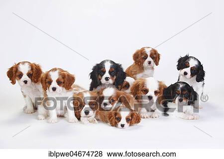 Stock Photo - Cavalier King Charles Spaniel, puppies, tricolour and Blenheim, white-brown, sitting close together, white background. Fotosearch