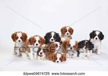 Cavalier King Charles Spaniel, puppies, tricolour and Blenheim, white-brown, sitting close together, white background View Large Photo Image Stock Photo - Cavalier King Charles Spaniel, puppies, tricolour and Blenheim, white-brown, sitting close together, white background. Fotosearch