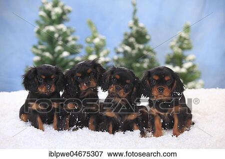 Stock Photo - Cavalier King Charles Spaniel, puppies, black-and-tan, 3 months, sitting in artificial snow, winterly. Fotosearch