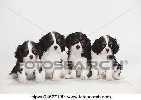Cavalier King Charles Spaniel, puppies, tricolour, 9 weeks, group of animals, sitting View Large Photo Image Stock Photo - Cavalier King Charles Spaniel, puppies, tricolour, 9 weeks, group of animals, sitting. Fotosearch
