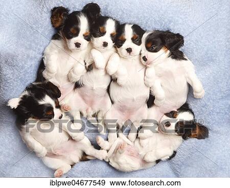 Cavalier King Charles Spaniel, puppies, tricolour, 6 weeks, sleeping stretched out on the back on blanket View Large Photo Image Stock Photo - Cavalier King Charles Spaniel, puppies, tricolour, 6 weeks, sleeping stretched out on the back on blanket. Fotosearch