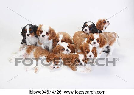 Stock Photograph - Cavalier King Charles Spaniel, puppies, tricolour and Blenheim, white-brown, sitting close together, white background. Fotosearch