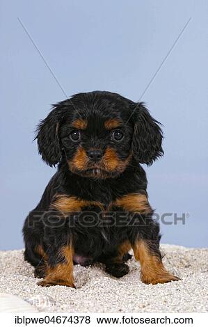Cavalier King Charles Spaniel, puppy, 6 weeks, black-and-tan, sitting View Large Photo Image Stock Photo - Cavalier King Charles Spaniel, puppy, 6 weeks, black-and-tan, sitting. Fotosearch