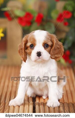 Picture - Cavalier King Charles Spaniel, puppy, Blenheim, white-brown, 6 weeks, flowers in the background. Fotosearch