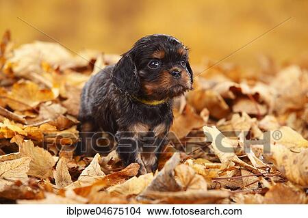 Picture - Cavalier King Charles Spaniel, puppy, black-and-tan, 5 weeks, sitting in autumn leaves. Fotosearch