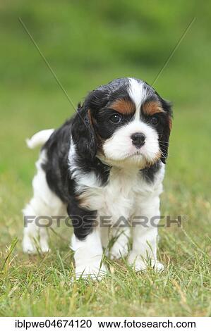 Cavalier King Charles Spaniel, puppy, tricolour, 5 weeks, standing in meadow View Large Photo Image Stock Image - Cavalier King Charles Spaniel, puppy, tricolour, 5 weeks, standing in meadow. Fotosearch