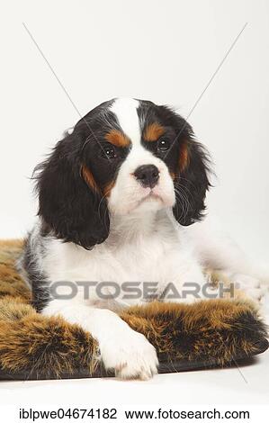 Cavalier King Charles Spaniel, puppy, tricolour, 10 weeks, lying on pillow View Large Photo Image Stock Image - Cavalier King Charles Spaniel, puppy, tricolour, 10 weeks, lying on pillow. Fotosearch