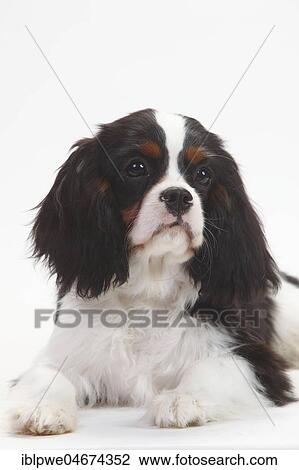 Cavalier King Charles Spaniel, puppy, tricolour, puppy, 5 months, animal portrait, white background View Large Photo Image Stock Image - Cavalier King Charles Spaniel, puppy, tricolour, puppy, 5 months, animal portrait, white background. Fotosearch