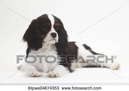 Stock Image - Cavalier King Charles Spaniel, puppy, tricolour, puppy, 5 months, lying, white background. Fotosearch
