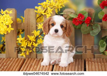Cavalier King Charles Spaniel, puppy, Blenheim, white-brown, 6 weeks, flowers in the background View Large Photo Image Stock Image - Cavalier King Charles Spaniel, puppy, Blenheim, white-brown, 6 weeks, flowers in the background. Fotosearch