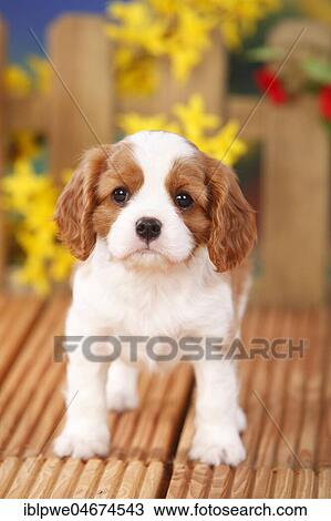 Cavalier King Charles Spaniel, puppy, Blenheim, white-brown, 6 weeks, flowers in the background View Large Photo Image Stock Image - Cavalier King Charles Spaniel, puppy, Blenheim, white-brown, 6 weeks, flowers in the background. Fotosearch