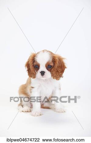 Stock Image - Cavalier King Charles Spaniel, puppy, Blenheim, white-brown, sitting, white background. Fotosearch