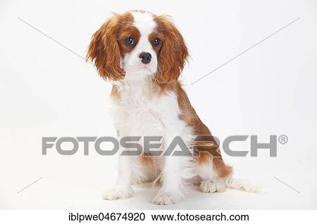 Stock Image - Cavalier King Charles Spaniel, puppy, Blenheim, 5 months, sitting. Fotosearch