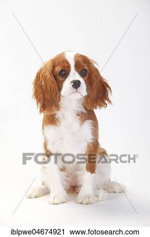 Stock Image - Cavalier King Charles Spaniel, puppy, Blenheim, 5 months, sitting. Fotosearch