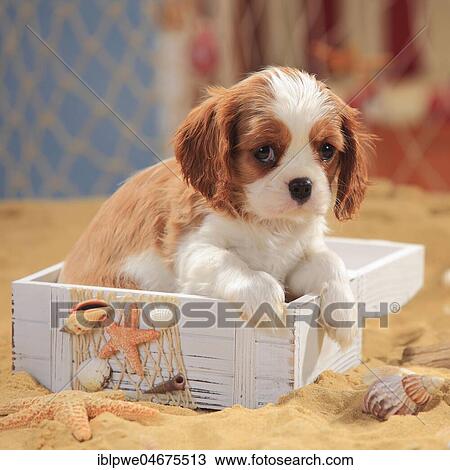 Stock Image - Cavalier King Charles Spaniel, puppy, Blenheim, white-brown, 9 weeks, sitting in wooden box in the sand. Fotosearch