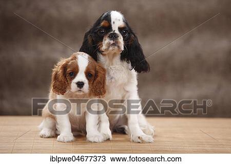 Stock Image - Cavalier King Charles Spaniel, puppy, Blenheim white-brown, 10 weeks, and King Charles Spaniel, young male, tricolour, 6 months, two dogs sitting next to each other. Fotosearch