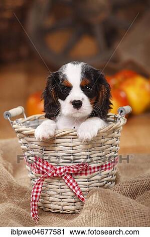 Cavalier King Charles Spaniel, puppy, tricolour, 9 weeks, sitting in basket View Large Photo Image Stock Image - Cavalier King Charles Spaniel, puppy, tricolour, 9 weeks, sitting in basket. Fotosearch