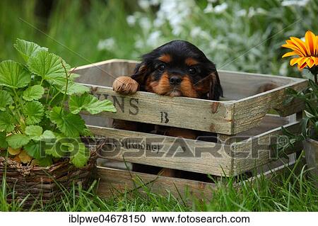 Cavalier King Charles Spaniel, puppy, black-and-tan, 6 weeks, looks out of wooden box View Large Photo Image Stock Image - Cavalier King Charles Spaniel, puppy, black-and-tan, 6 weeks, looks out of wooden box. Fotosearch