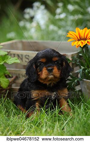 Stock Image - Cavalier King Charles Spaniel, puppy, black-and-tan, 6 weeks, sitting in the grass in front of flowers and wooden box. Fotosearch