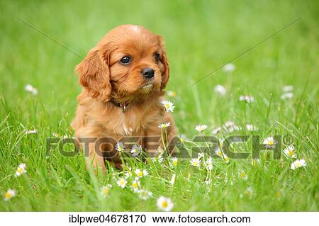 Cavalier King Charles Spaniel, puppy, ruby, 6 weeks, sitting in flower meadow View Large Photo Image Stock Image - Cavalier King Charles Spaniel, puppy, ruby, 6 weeks, sitting in flower meadow. Fotosearch