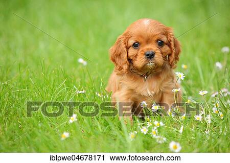 Cavalier King Charles Spaniel, puppy, ruby, 6 weeks, sitting in flower meadow View Large Photo Image Stock Image - Cavalier King Charles Spaniel, puppy, ruby, 6 weeks, sitting in flower meadow. Fotosearch
