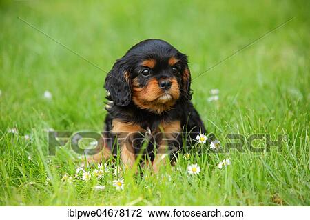 Cavalier King Charles Spaniel, puppy, black-and-tan, 6 weeks, sitting in flower meadow View Large Photo Image Stock Image - Cavalier King Charles Spaniel, puppy, black-and-tan, 6 weeks, sitting in flower meadow. Fotosearch