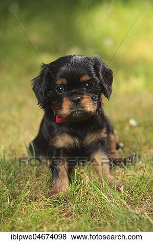 Stock Photo - Cavalier King Charles Spaniel, puppy, black-and-tan, 6 weeks, sitting in meadow. Fotosearch