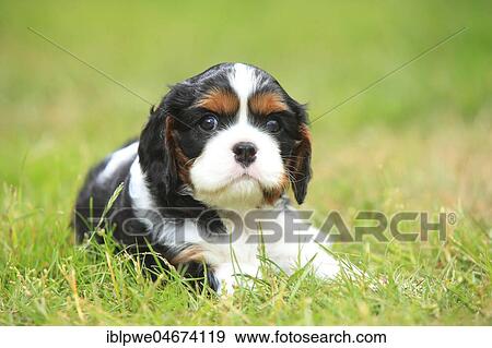 Cavalier King Charles Spaniel, puppy, tricolour, 5 weeks View Large Photo Image Stock Photo - Cavalier King Charles Spaniel, puppy, tricolour, 5 weeks. Fotosearch
