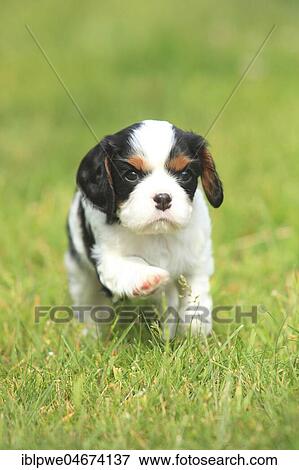 Cavalier King Charles Spaniel, puppy, tricolour, 5 weeks, runs in meadow View Large Photo Image Stock Photo - Cavalier King Charles Spaniel, puppy, tricolour, 5 weeks, runs in meadow. Fotosearch