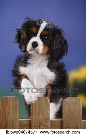 Stock Photo - Cavalier King Charles Spaniel, puppy standing at garden fence, tricolor, 3 months, male. Fotosearch