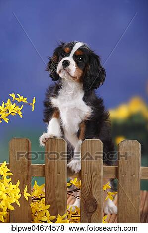 Cavalier King Charles Spaniel, puppy standing at garden fence, tricolor, 3 months, male View Large Photo Image Stock Photo - Cavalier King Charles Spaniel, puppy standing at garden fence, tricolor, 3 months, male. Fotosearch