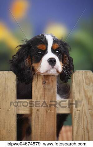 Cavalier King Charles Spaniel, puppy leaning on garden fence, tricolor, 3 months, male View Large Photo Image Stock Photo - Cavalier King Charles Spaniel, puppy leaning on garden fence, tricolor, 3 months, male. Fotosearch