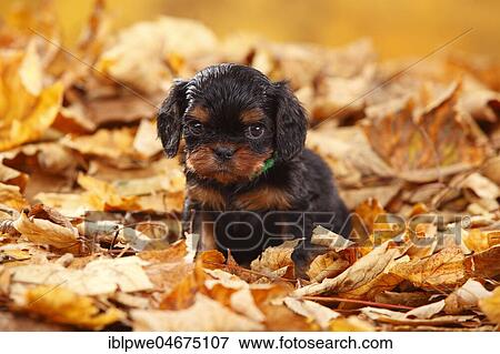 Cavalier King Charles Spaniel, puppy, black-and-tan, 5 weeks, sitting in autumn leaves View Large Photo Image Stock Photo - Cavalier King Charles Spaniel, puppy, black-and-tan, 5 weeks, sitting in autumn leaves. Fotosearch