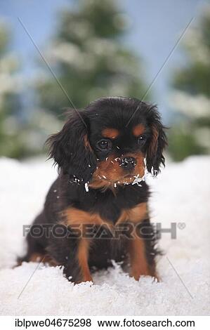 Stock Photo - Cavalier King Charles Spaniel, puppy, black-and-tan, 3 months, sits in artificial snow, winterly. Fotosearch